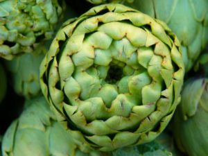 artichoke-5364_1280