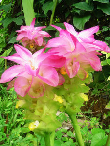 curcuma_fiore_large